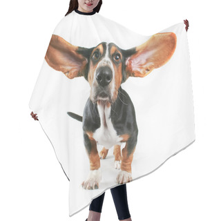 Personality  Basset Hound With Ears Flying Hair Cutting Cape