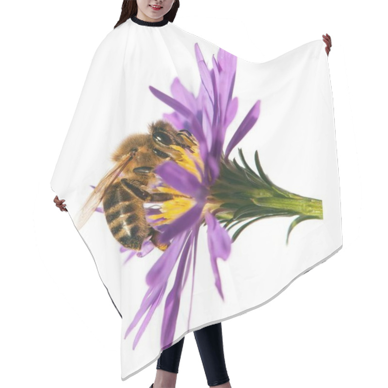 Personality  Honey Bee On Violet Flower Isolated On White Background Hair Cutting Cape