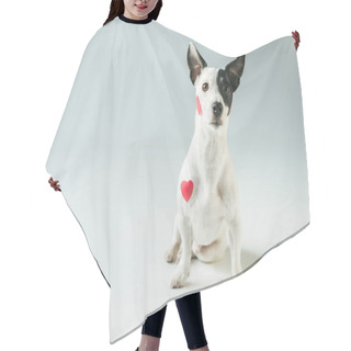 Personality  Funny Jack Russell Terrier Dog In Red Hearts, On White Hair Cutting Cape