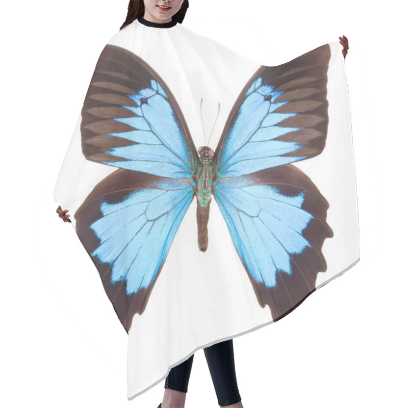 Personality  Blue Emperor Butterfly Isolated On A White Background Hair Cutting Cape