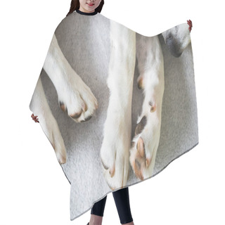 Personality  Beagle Dog Tired Sleeps On A Cozy Sofa, Couch, Blanket Hair Cutting Cape