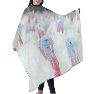 Personality  Turkey On A Farm , Breeding Turkeys. Turkey Isolated On The White Background. Turkey. White Turkey Portrait. Flock Of Turkeys At The Farm. Hair Cutting Cape