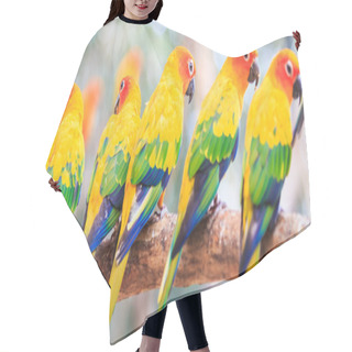 Personality  Sun Conure Parrots Hair Cutting Cape