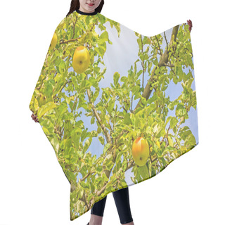 Personality  Ripe Apples On Tree Hair Cutting Cape