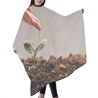 Personality  Cropped View Of Woman Watering Small Green Plant Isolated On Grey Hair Cutting Cape