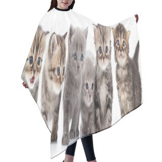 Personality   Portrait Of Large Group Of Kittens Against White Background Hair Cutting Cape