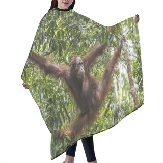 Personality   Bornean Orangutan (Pongo Pygmaeus Wurmmbii)  Hair Cutting Cape