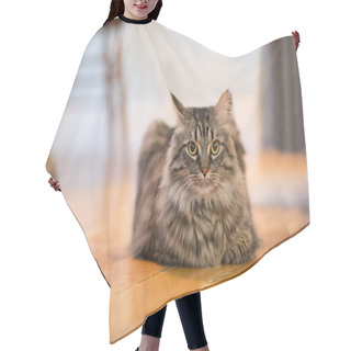 Personality  Closeup To A Resting Cat Inside Hair Cutting Cape