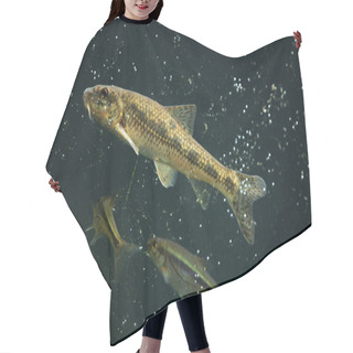 Personality  Wild Gudgeon And Spirlin Hair Cutting Cape