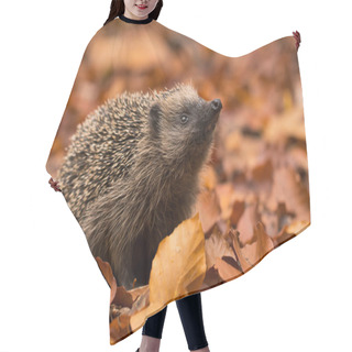 Personality  Close Up Vierw Of Cute Little Hedgehog Hair Cutting Cape