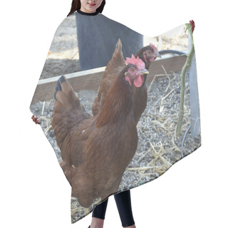 Personality  Rhode Island Red Chicken Hair Cutting Cape