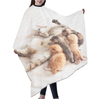 Personality  Mother Cat Nursing Baby Kittens Hair Cutting Cape