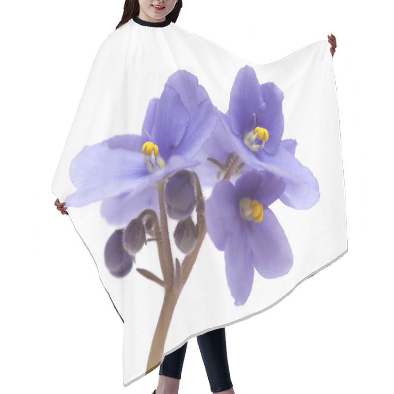 Personality  Beautiful Blue African Violet Isolated On White Background Hair Cutting Cape