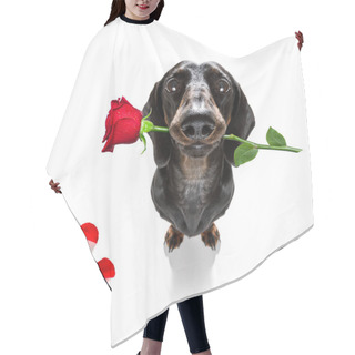 Personality  Dachshund  Sausage Dog  In Love For Happy Valentines Day With  Rose Flower In  Mouth , Isaolated On White Background Petals Flying Around In Air Hair Cutting Cape
