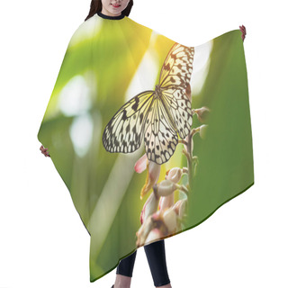 Personality  Beautiful Butterfly Paper Kite, Idea Leuconoe In Tropical Forest Hair Cutting Cape