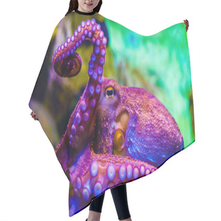 Personality  Octopus In A Sea Water Aquarium Squid In Blue Sea Water Hair Cutting Cape