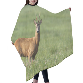 Personality  The Buck Deer In The Wild Hair Cutting Cape