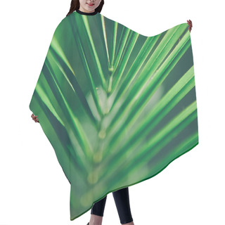 Personality  Palm Tree Leaf - Travel, Exotic And Tropical Backgrounds Styled Concept, Elegant Visuals Hair Cutting Cape