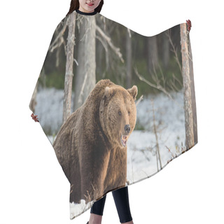 Personality  Brown Bear On Snow-covered Swamp Hair Cutting Cape
