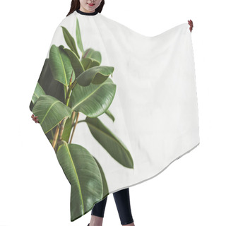 Personality  Rubber Fig Ficus Elastica Plant With Green Leaves By White Wall Hair Cutting Cape
