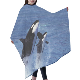 Personality  Killer Whale, Orcinus Orca, Female With Calf Breaching   Hair Cutting Cape