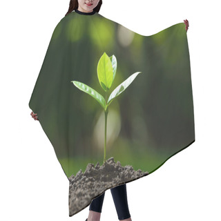 Personality  Young Plant In The Morning Light On Nature Background Hair Cutting Cape
