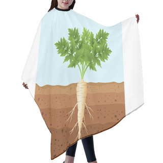 Personality  Vector Illustration Of Parsnip Tree Plant With Roots Hair Cutting Cape
