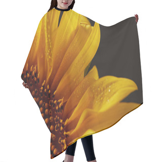 Personality  Close Up Of Wet Orange Sunflower Petals, Isolated On Black Hair Cutting Cape
