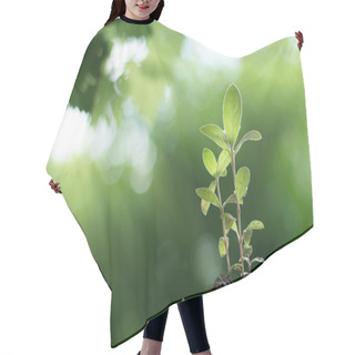 Personality  Young Plant Growing With Sunrise In Forest Background Hair Cutting Cape