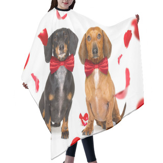 Personality  Couple Of Dachshund  Sausage Dogs  In Love For Happy Valentines Day With  Rose Flower In  Mouth , Isaolated On White Background Petals Flying Around In Air Hair Cutting Cape