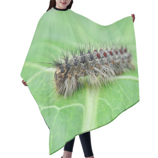 Personality  Gypsy Moth Caterpillar, Crawling On Young Leaves Hair Cutting Cape
