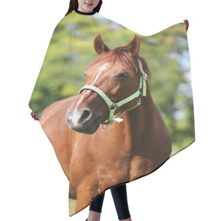 Personality  Young Thoroughbred Mary Graze On Summer Corral Rural Scenic Hair Cutting Cape