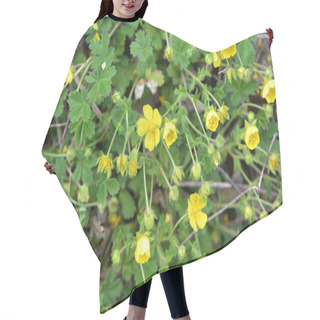 Personality  In Spring, Potentilla Grows In The Wild Hair Cutting Cape