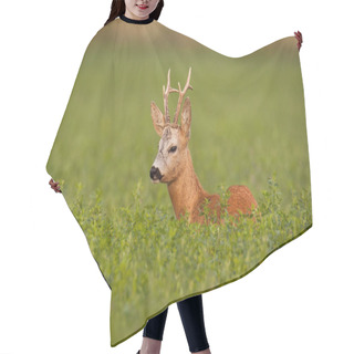 Personality  Roe Deer, Caprelous Capreolus, Buck In Clover With Green Blurred Background. Hair Cutting Cape
