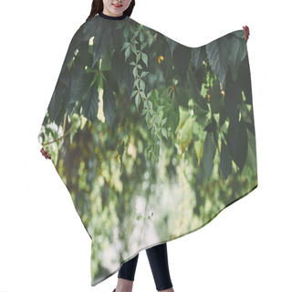Personality  Wild Vine Leaves In Garden With Blurred Pathway Hair Cutting Cape