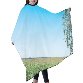 Personality  Corn Field With Green Fresh Leaves Against Blue Sky  Hair Cutting Cape