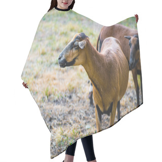 Personality  A Flock Of Curious Barbado Blackbelly Sheep Hair Cutting Cape