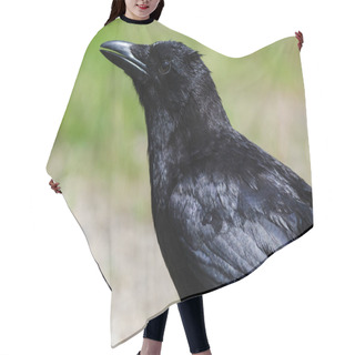Personality  Close Look At The Profile Of An American Crow Hair Cutting Cape
