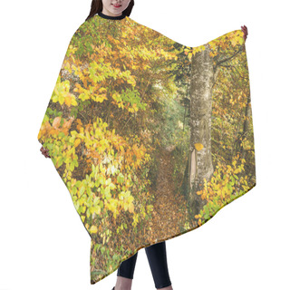 Personality  Yellow Path Sign Hand Painted On A Tree In Golden Foliage Forest Hair Cutting Cape