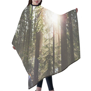 Personality  Beautiful Landscape View Of Coniferous Forest At Spring Sunny Day  Hair Cutting Cape