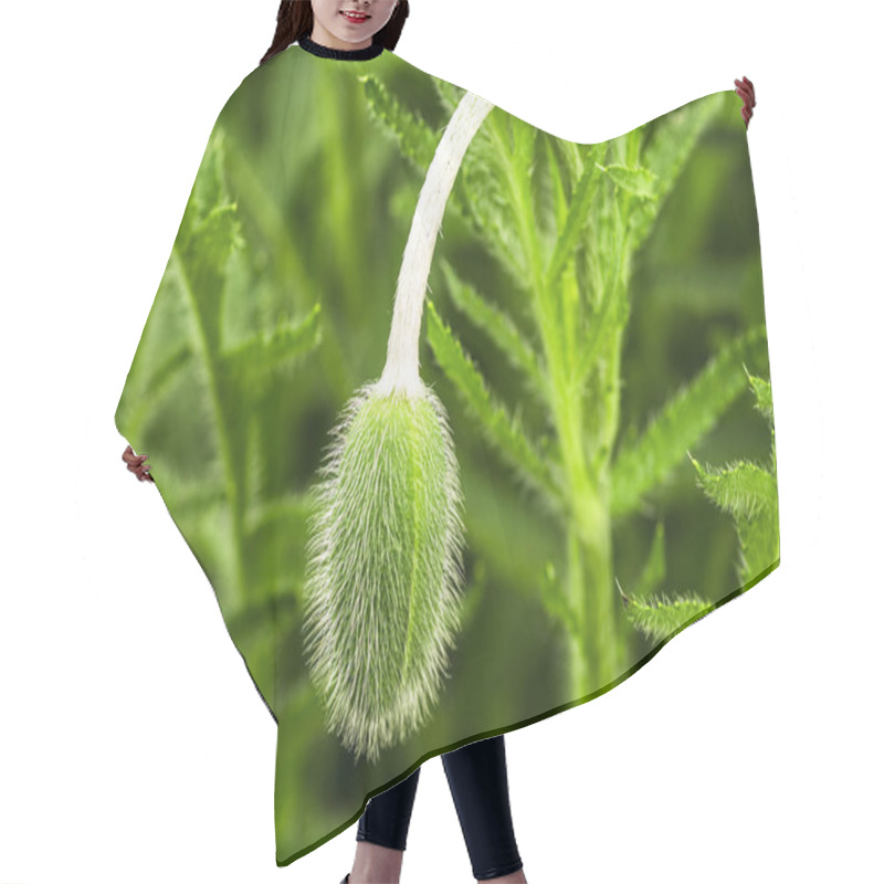 Personality  Young green poppy sprout. Young spring plant. Sprout of a young poppy in a meadow. hair cutting cape