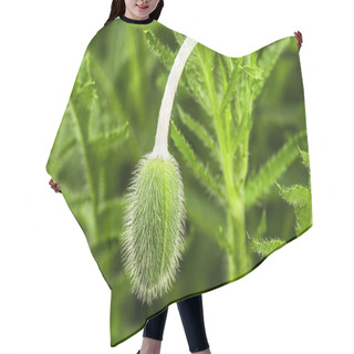 Personality  Young Green Poppy Sprout. Young Spring Plant. Sprout Of A Young Poppy In A Meadow. Hair Cutting Cape