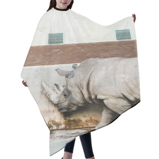 Personality  Rhinoceros Standing Near Aged Wall In Zoo Hair Cutting Cape