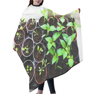 Personality  Seedlings In Spring On Windowsill Hair Cutting Cape