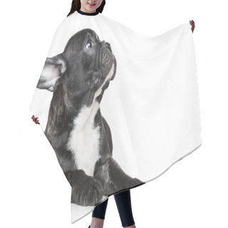 Personality  French Bulldog Puppy Looking Up Hair Cutting Cape