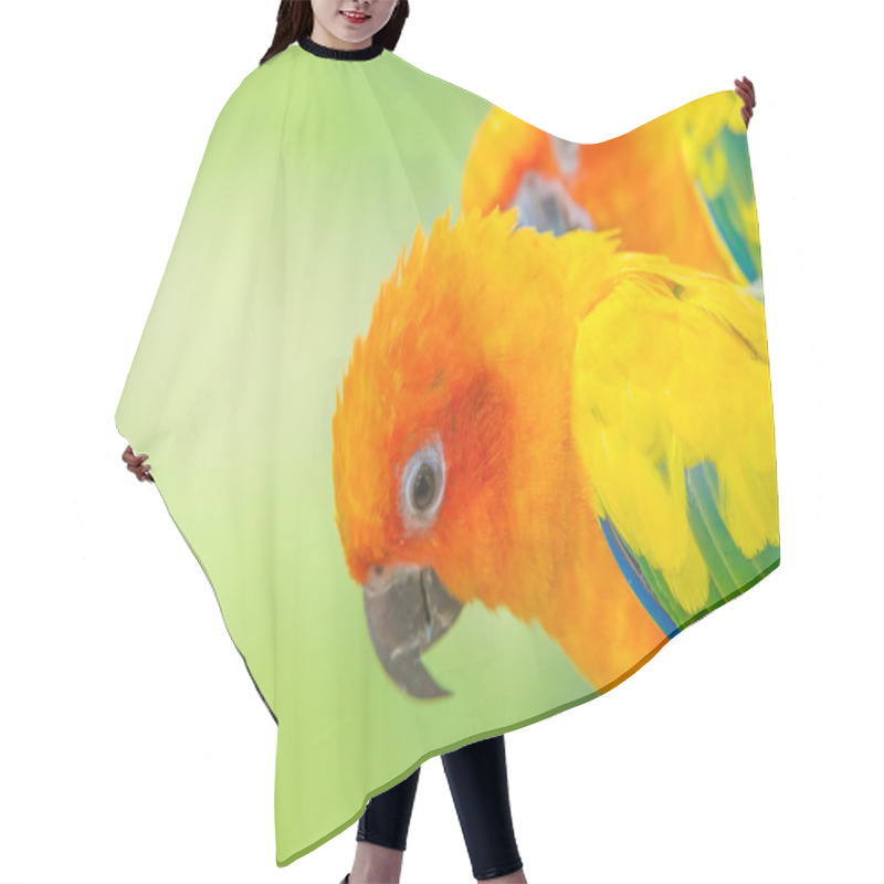 Personality  A Close Up Shot Of Sun Conure Beautiful Colorful Parrot Hair Cutting Cape