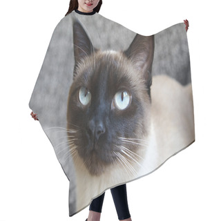 Personality  Siamese Cat Hair Cutting Cape