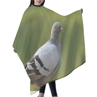 Personality  Pigeon Hair Cutting Cape