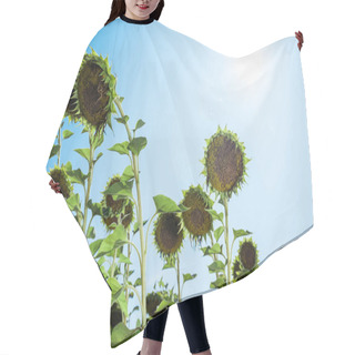 Personality  Field With Blooming Sunflowers Against Blue Sky  Hair Cutting Cape
