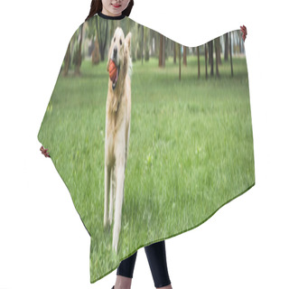 Personality  Funny Golden Retriever Dog Running With Ball On Green Lawn Hair Cutting Cape